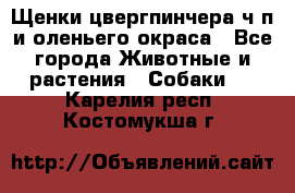 Щенки цвергпинчера ч/п и оленьего окраса - Все города Животные и растения » Собаки   . Карелия респ.,Костомукша г.